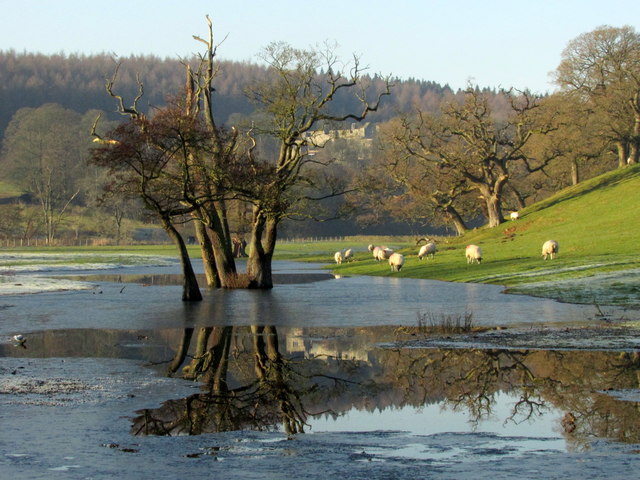 Trees and sheep by the Wharfe