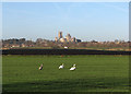 TL5579 : Swans, black fen earth and Ely Cathedral by John Sutton