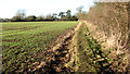 TM3394 : Winter cereal crop field in Thwaite St Mary by Evelyn Simak