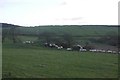 Sheep near Kirkintilloch