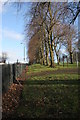 Trees at the edge of Cowan Park, Barrhead