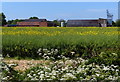 Oil seed rape at Grange Farm