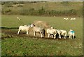 NZ0999 : Sheep at Pauperhaugh by Alan Murray-Rust