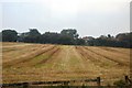 Field of stubble