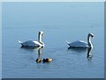 SE4202 : Mute swans on Wath Ings by Graham Hogg