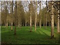 SU5971 : Poplar plantation near Folly Bridge by Simon Mortimer