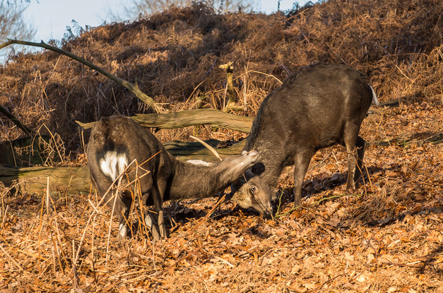 Sika Deer