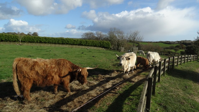 The Lost Gardens of Heligan - Highland & White Park cattle