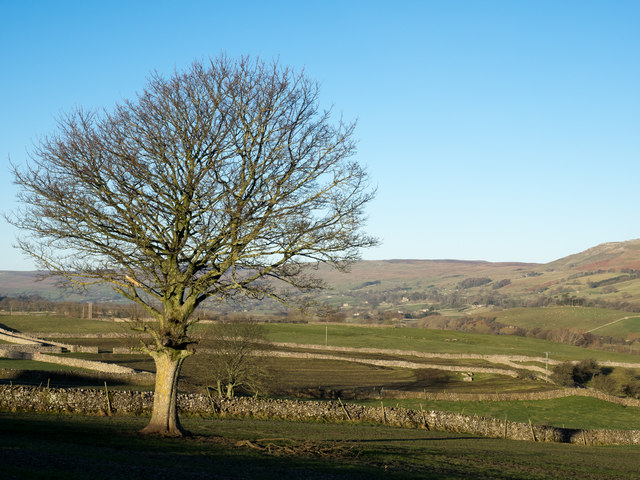 Lone tree in field near Aysgarth