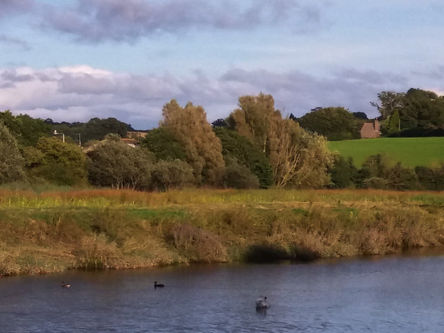 Birds on the River Dart at Totnes 