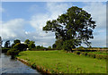 Canalside pasture west of Tetchill, Shropshire