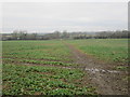 Footpath to Meadow Lane, North Scarle