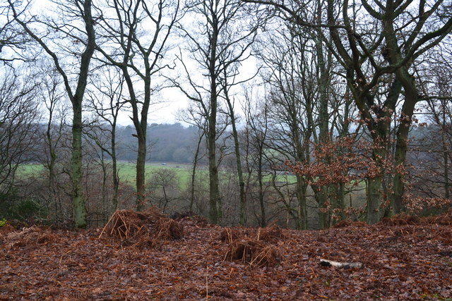 View through trees at Moorhouse Bank Common
