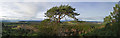 Scots Pine in the Black Isle landscape - a panorama