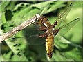 Broad-bodied chaser, Swallowtail Farm