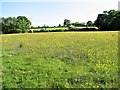 Wildflower meadow, Swallowtail Farm