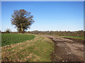 Old Road to Lambourn Woodlands