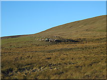 NY8241 : Moorland on the north side of the Wellhope valley by Mike Quinn