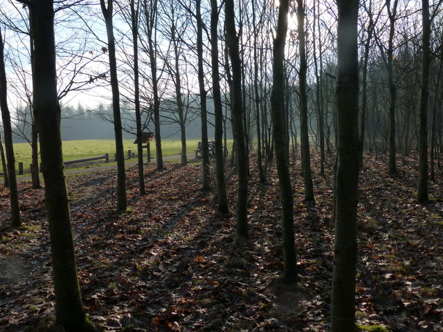 Woodland at the Fosse Meadows Country Park