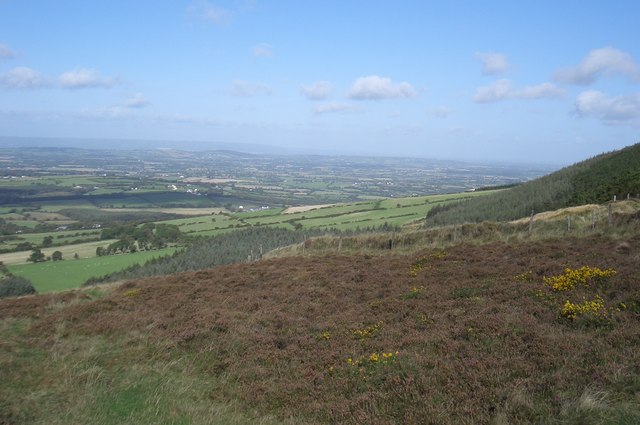 Forested slopes of Croaghaun, Carlow