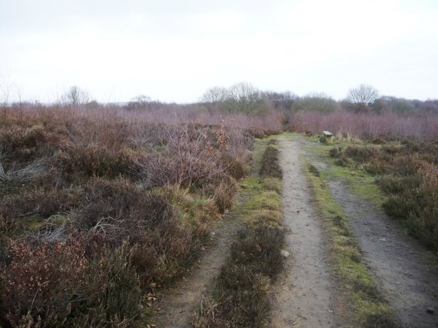 Silver birch on Shroggs Hill lowland heath [eastern end]