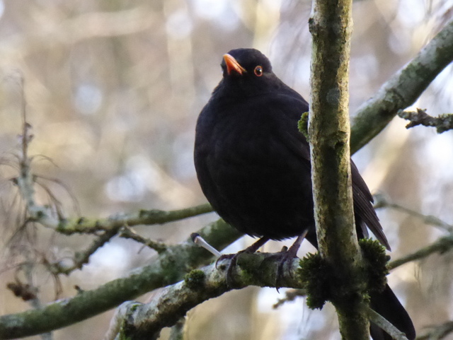 Blackbird, The Grange Park, Omagh