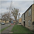 Lichfield Road: tree surgery