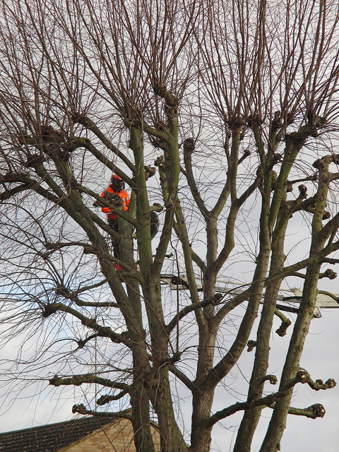 Lichfield Road: a tree surgeon at work