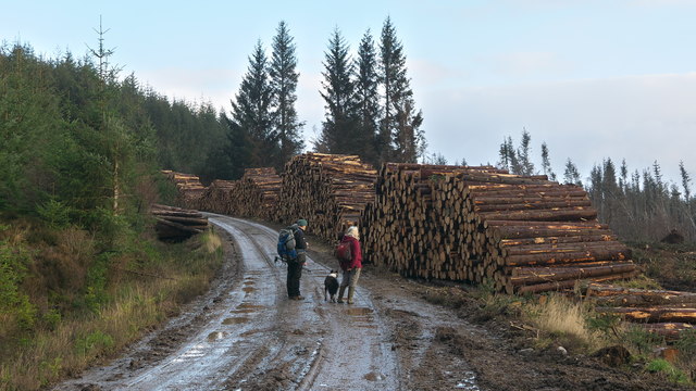 Ongoing forestry operations