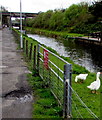 White geese on a bank of the Tennant Canal, Aberdulais