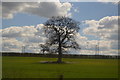 Isolated tree