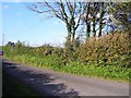 Laugharne - parish boundary stone hidden in hedge