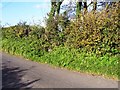 Laugharne - parish boundary stone hidden in hedge