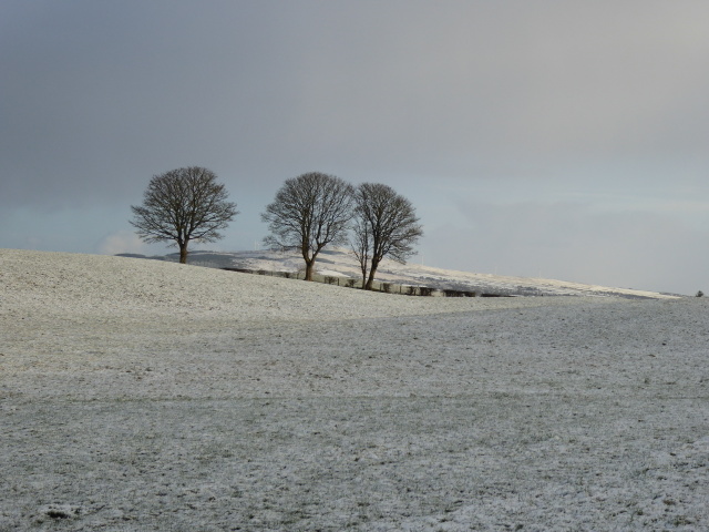 Trees and snow, Carony