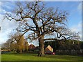 Winter tree in Finningley village