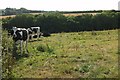 SX0366 : Cattle, Nanstallon by Derek Harper