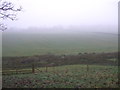 Grazing east of Skipton