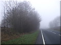 Woodland beside the A65, Draughton