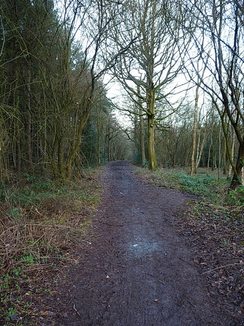 Track and bridleway in Bentley Park Wood