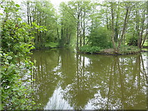 SU2921 : Pond near Sherfield English by David Redwood