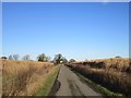 Miscanthus on both sides of the road