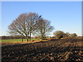 View towards Lawns House Farm