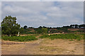 Hartlebury Common