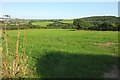 Field near Tregarden