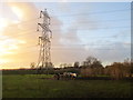 Ponies and electricity pylon