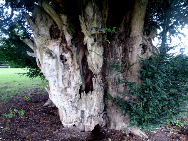 Trunk of the yew tree in St. Mary's churchyard, Norton