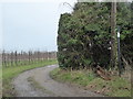 Footpath by Tickham Lane