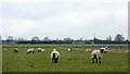 Sheep on Bumpit Farm