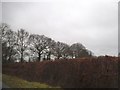 Trees by Dowlands Lane, Smallfield