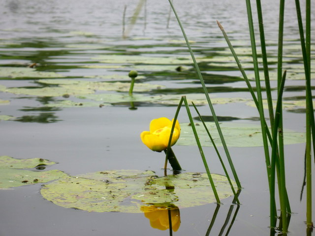 Water-lilies on Lough Dung